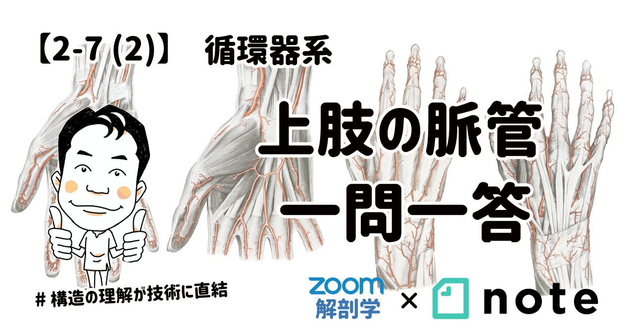 2-7(2)】循環器系 - 上肢の脈管 一問一答｜かずひろ先生（黒澤一弘