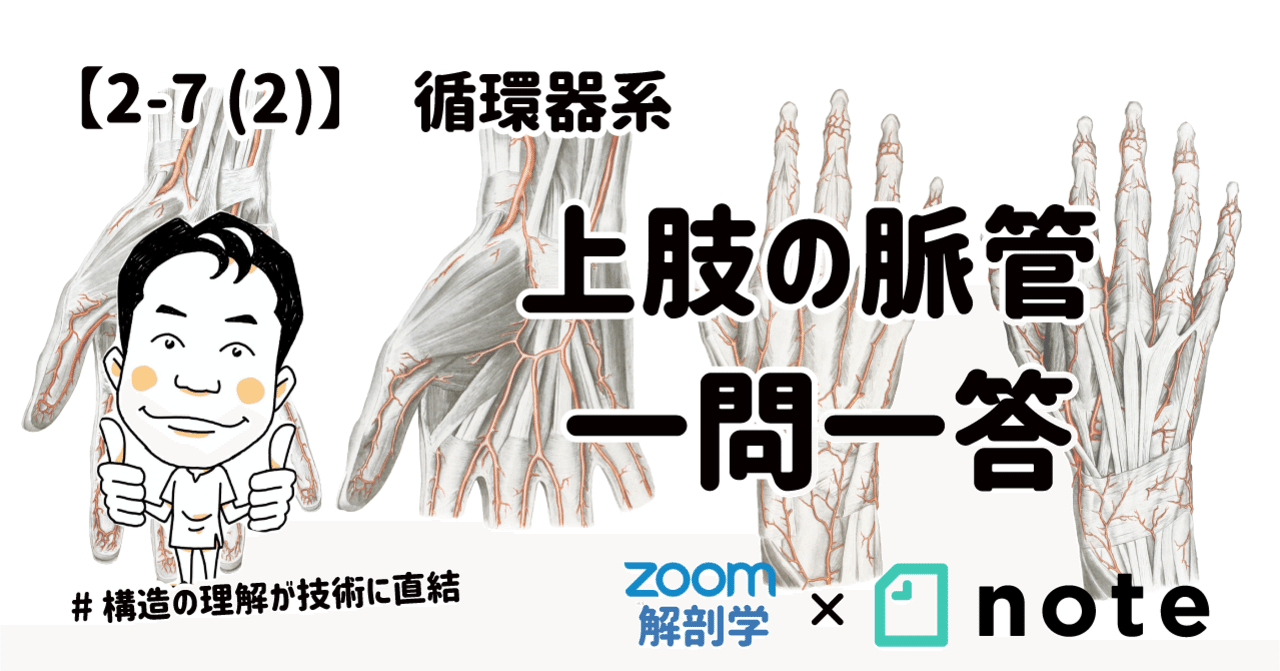 2-7(2)】循環器系 - 上肢の脈管 一問一答｜かずひろ先生（黒澤一弘
