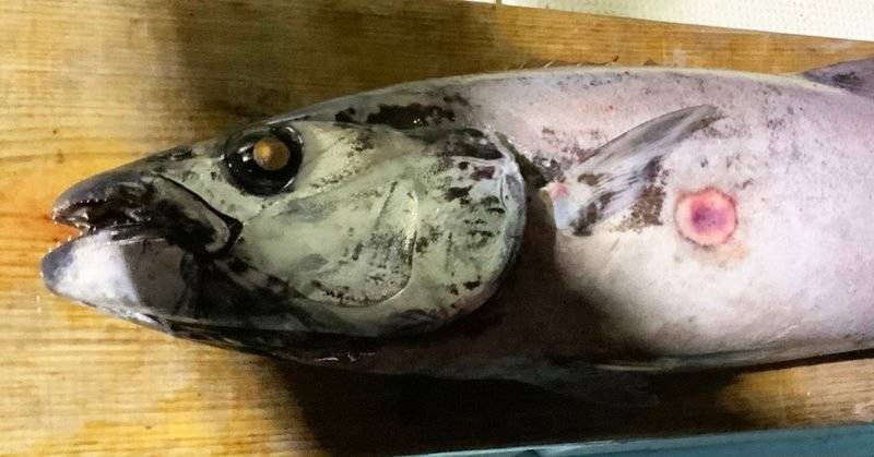 平坂寛さんとバラムツを釣りにいってきました マツイカツヒコ オタクマーケッター Note 平坂寛さんとバラムツを釣りにいってきました マツイカツヒコ オタクマーケッター Note