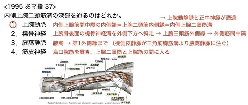 【徹底的国試対策】2-7 循環器系 - 上肢の脈管.103