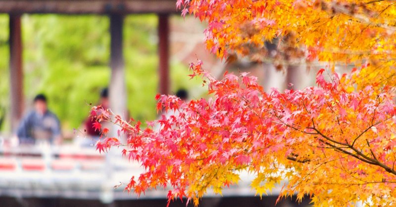 千葉 成田 近場の紅葉狩り 成田山公園紅葉まつり に流れる琴の調べを風流に愉しむ Ypsilon Note