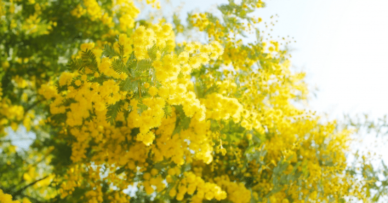 人気の植物ミモザ 正直なところ庭木としてはどうなの 四季創庭苑 日本一 人を大切にする植木屋 Note 人気の植物ミモザ 正直なところ庭木としてはどうなの 四季創庭苑 日本一 人を大切にする植木屋 Note