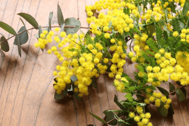 人気の植物ミモザ 正直なところ庭木としてはどうなの 四季創庭苑 日本一 人を大切にする植木屋 Note 人気の植物ミモザ 正直なところ庭木としてはどうなの 四季創庭苑 日本一 人を大切にする植木屋 Note