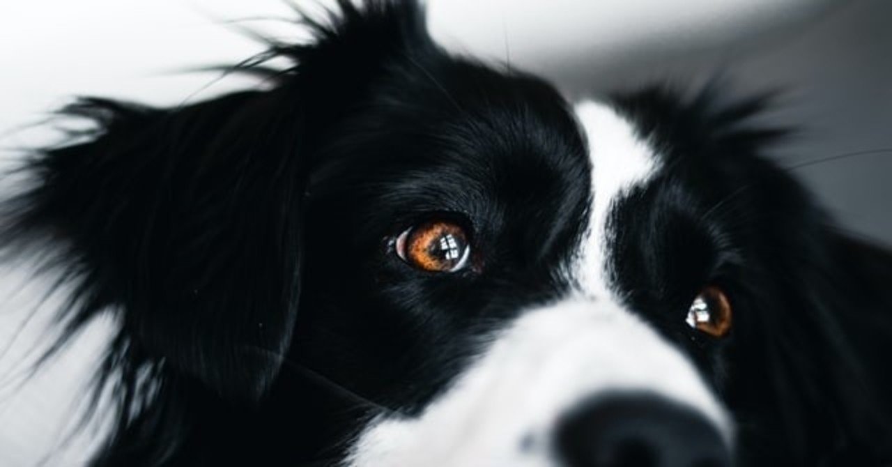 獣医師解説 犬のユリ オニユリ中毒の症状とは 獣医師解説 Vet1013 Note