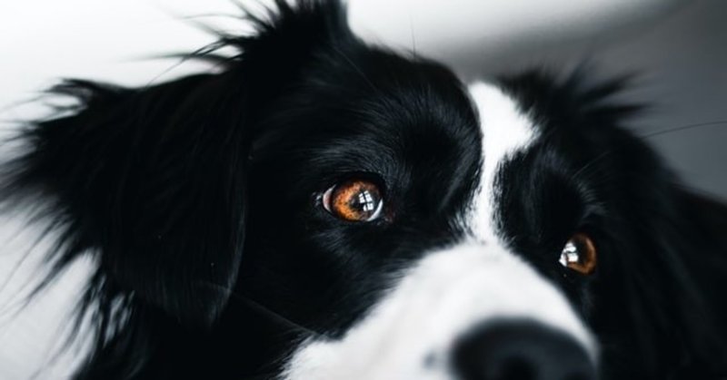 獣医師解説 犬のユリ オニユリ中毒の症状とは 獣医師解説 Vet1013 Note