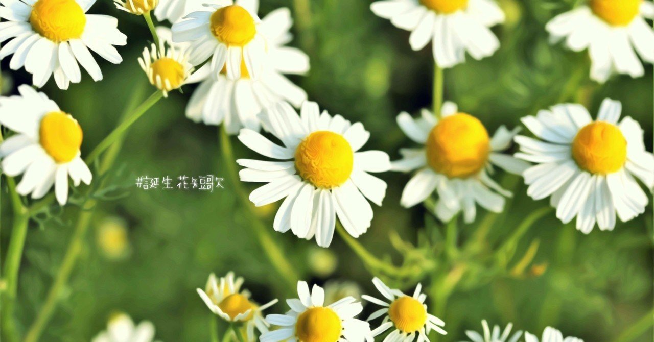 11月3日 誕生花は加密列 誕生花短歌 御子柴 流歌 Note