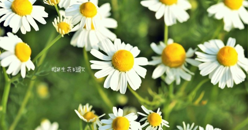 11月3日 誕生花は加密列 誕生花短歌 御子柴 流歌 Note