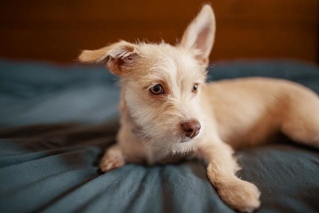 獣医師解説 犬のユリ オニユリ中毒の症状とは 獣医師解説 Vet1013 Note 獣医師解説 犬のユリ オニユリ中毒の症状とは 獣医師解説 Vet1013 Note