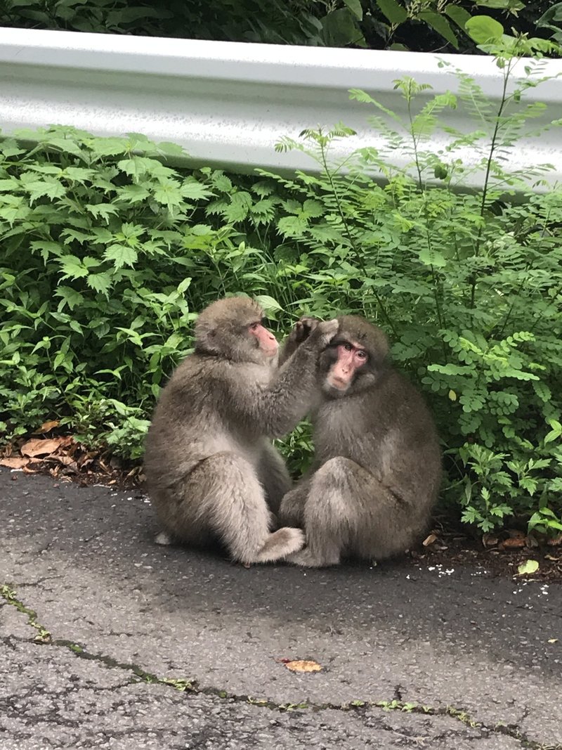 青森県 下北に住む天然記念物 日本猿と農家さんのジレンマ Air Mezzanine Note 青森県 下北に住む天然記念物 日本猿と農家さんのジレンマ Air Mezzanine Note