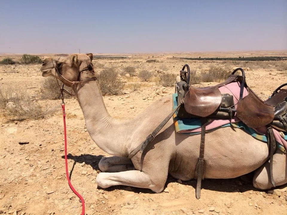 コミューンで暮らしてみたくて、イスラエルのキブツで働いてみた話｜伴