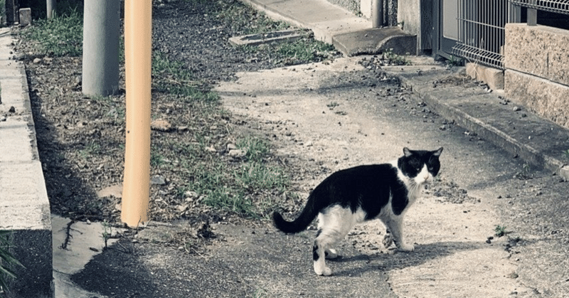 【コラム】遠くから見つめるお母さん猫の愛情…。#2