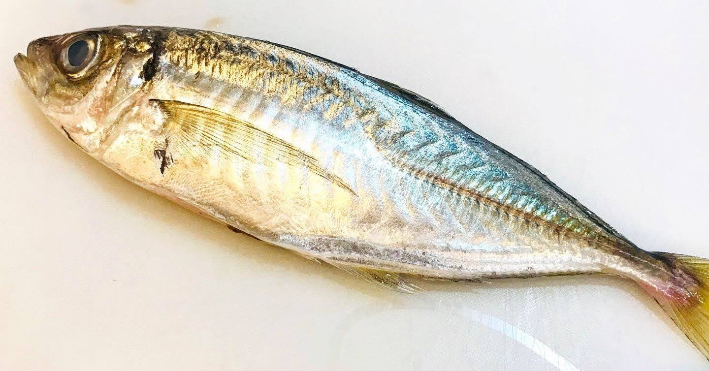 レシピ 和食 魚料理の幅が広がる アジの三枚おろし ぽん Note レシピ 和食 魚料理の幅が広がる アジの三枚おろし ぽん Note