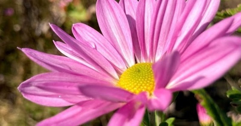 大学教員になるには つづき とある大学の一教員 Note