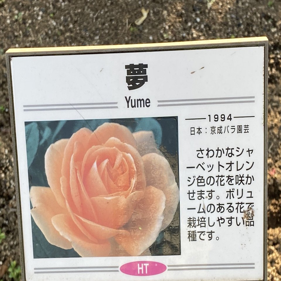 薔薇の名前 その1｜村木藤志郎