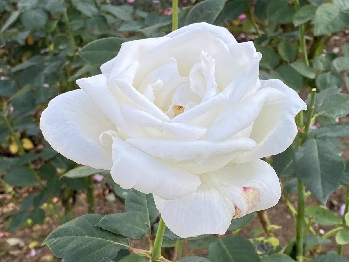薔薇の名前 その1|村木藤志郎 薔薇の名前 その1|村木藤志郎