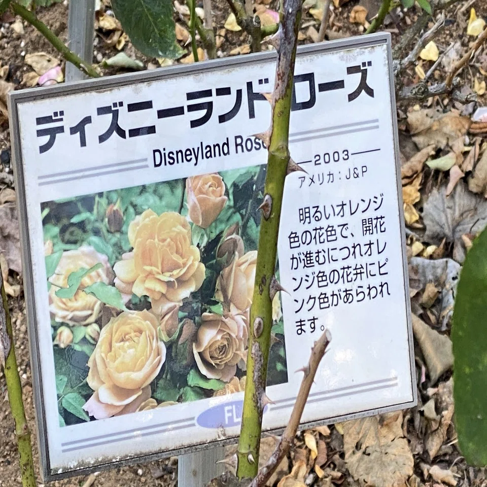 薔薇の名前 その1｜村木藤志郎