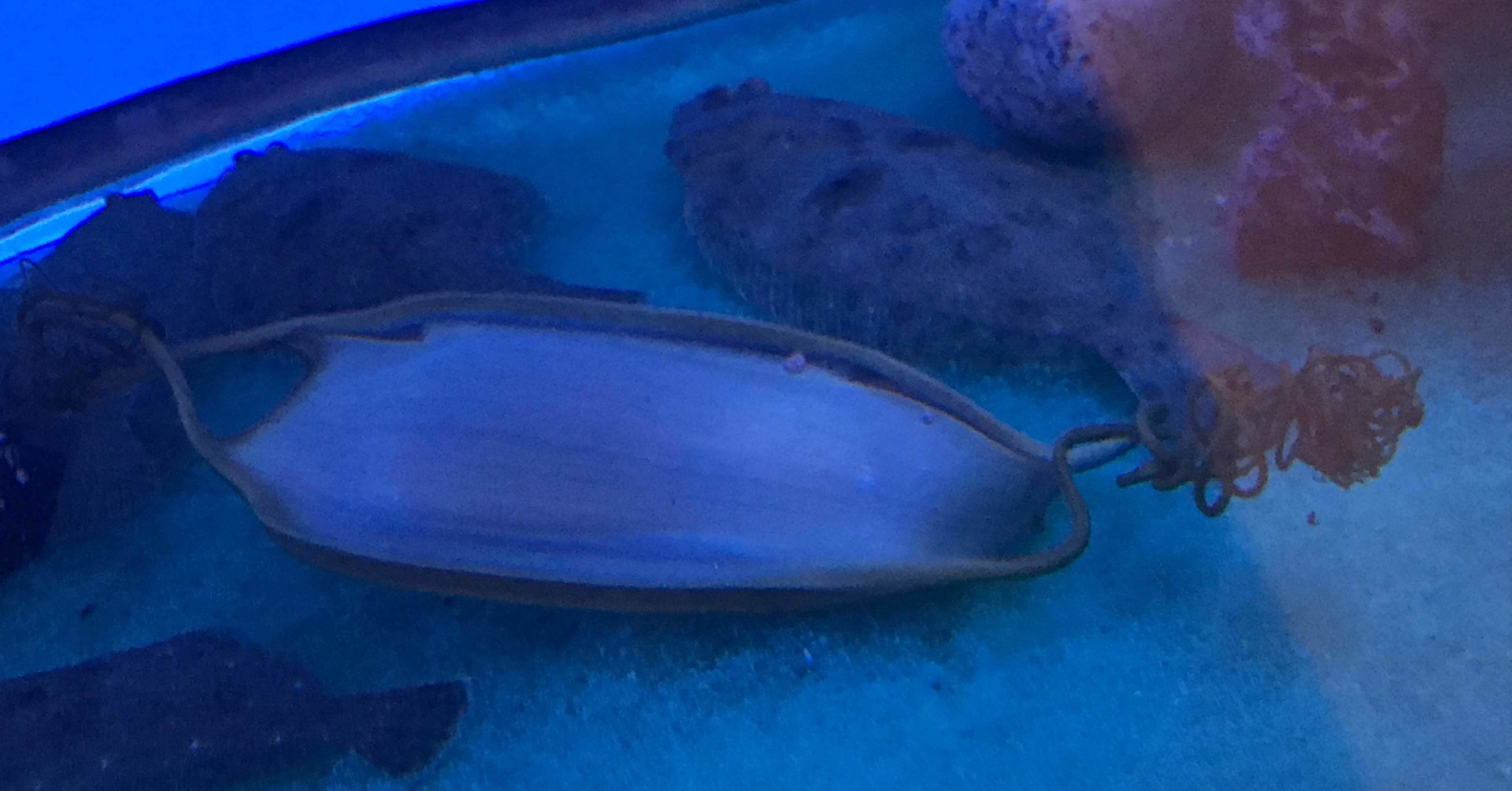 水族館をつくろう 施設編 17 サメの卵 田中俊之 Note 水族館をつくろう 施設編 17 サメの卵 田中俊之 Note