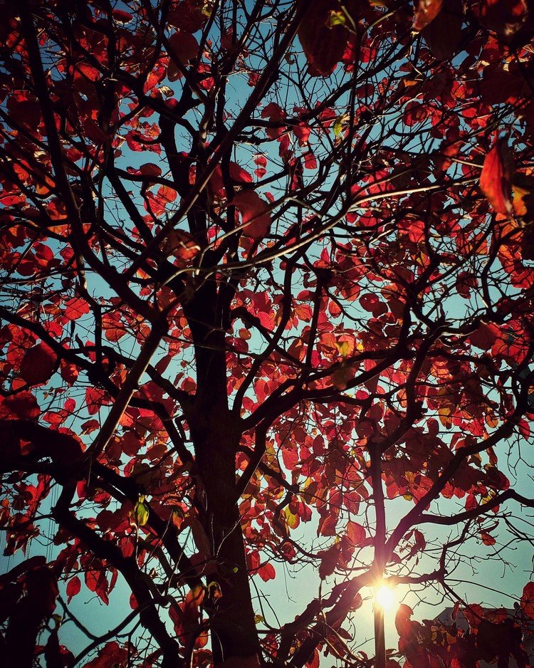 おはよーございます。

ザ・ソライロ、てな青空の朝。
春には薄紅やクリームのやんわり色だった花水木。
秋には葉っぱが燃えてギョウギョウと立っていました。
植物にもイロイロな側面。

佳い秋の日を。


#sky #autumn #tree #love #moritaMiW #空 #秋 #ハナミズキ #佳い一日の始まり