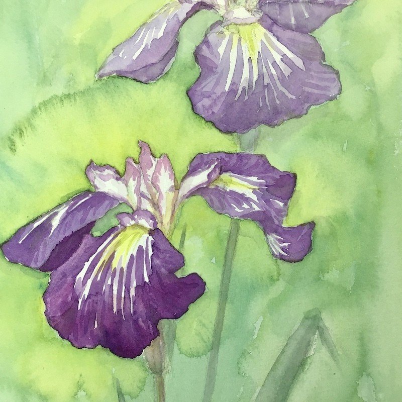 花の絵レンタル004「花菖蒲」はなしょうぶ｜あかり花鳥風月＠花