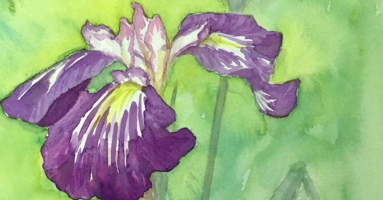 花の絵レンタル004「花菖蒲」はなしょうぶ｜あかり花鳥風月＠花の絵