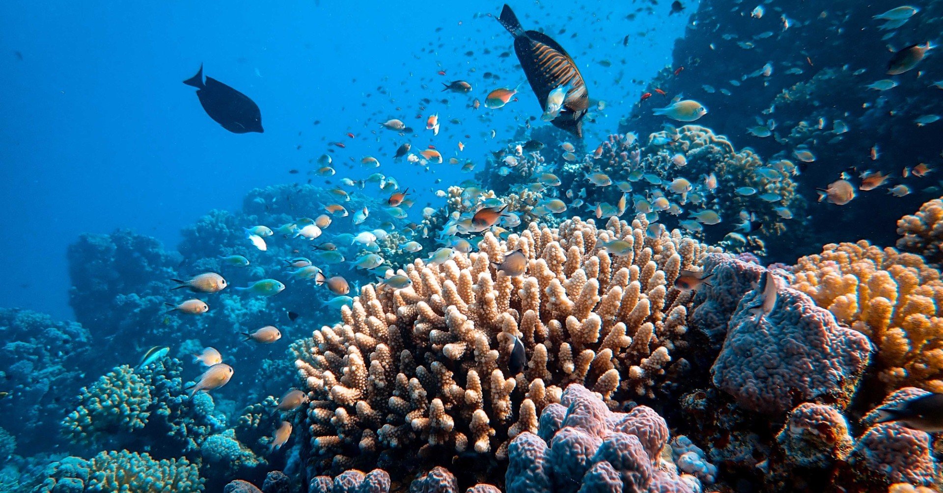 珊瑚は動物or植物 珊瑚の白化はなぜ起こる Re Coral Note