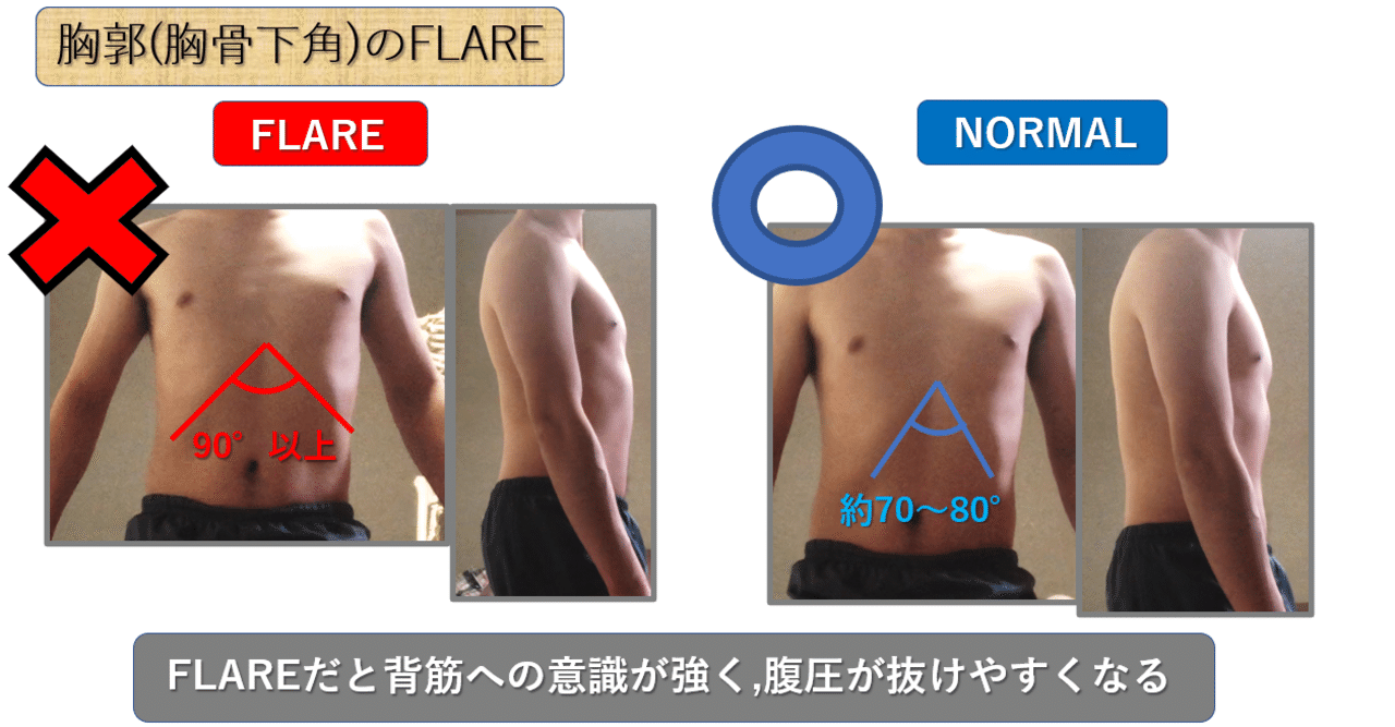 Amazon.co.jp: 人間の脊椎胸部モデル - 椎骨付き実物大脊髄