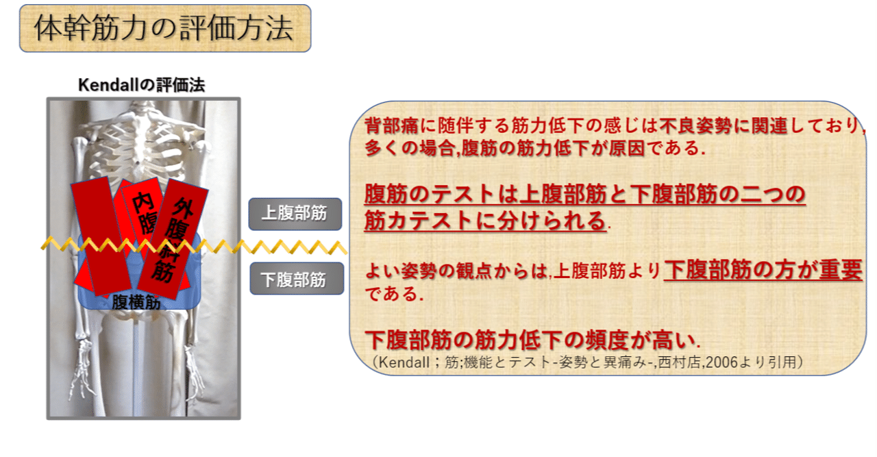 腰部・骨盤帯 第5回 《体幹機能 中編》｜上田浩司（理学療法士）