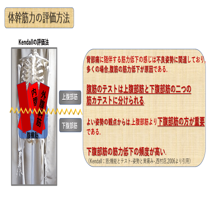 腰部・骨盤帯 第5回 《体幹機能 中編》｜上田浩司（理学療法士）