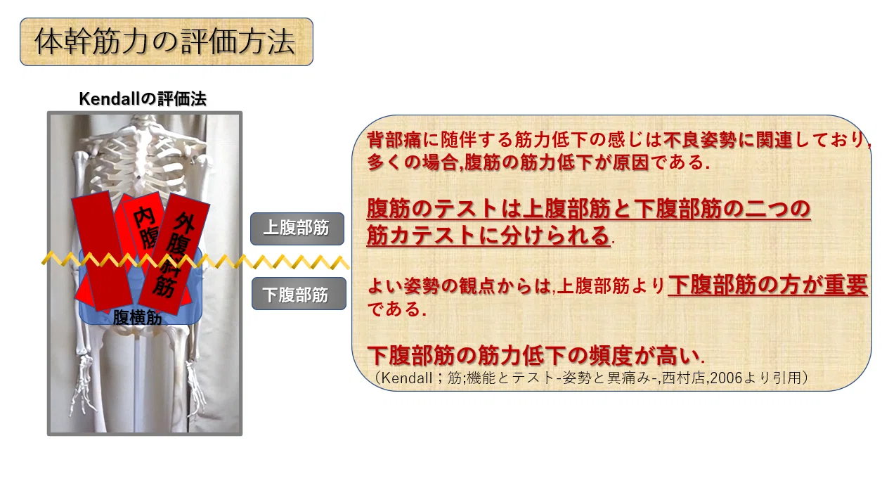 上部体幹の評価と治療 u0026 下部体幹の評価と治療 DVD 上部体幹の評価と治療 u0026 下部体幹の評価と治療 DVD