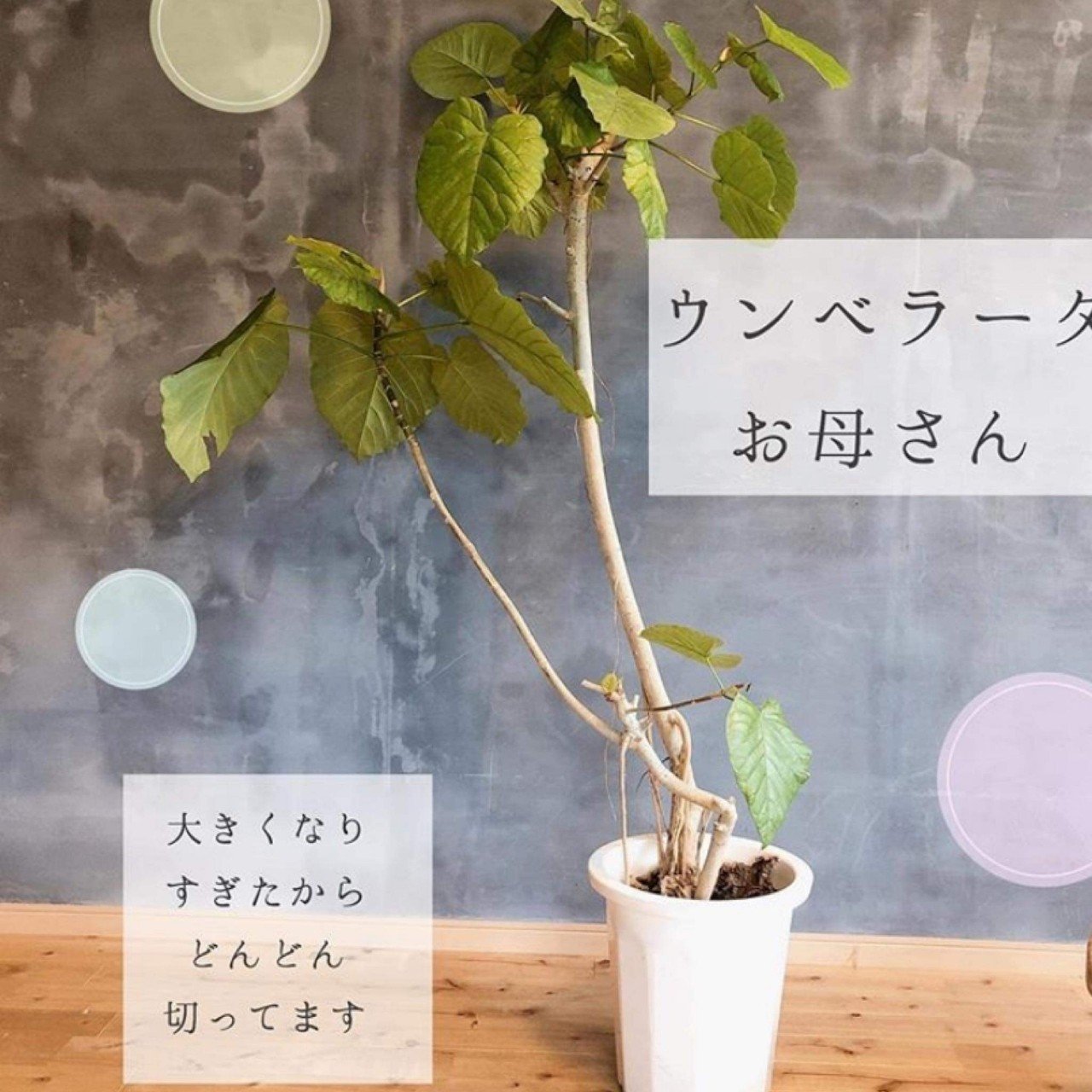 観葉植物の力 キママチャンネル Kimamachannel Note