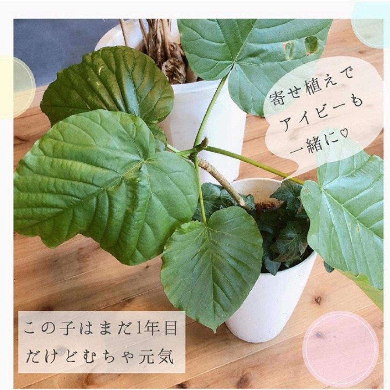 観葉植物の力 キママチャンネル Kimamachannel Note
