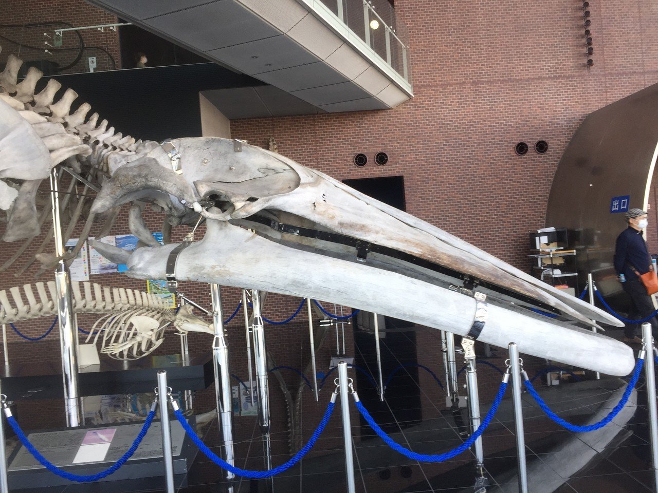 海響館のシロナガスクジラ骨格｜めぐるみゅ
