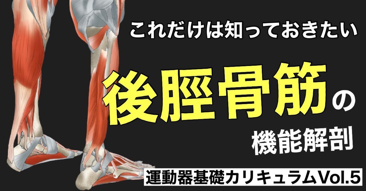 後脛骨筋の機能解剖 たくみロドリゲス 運動器理学療法士 Note 後脛骨筋の機能解剖 たくみロドリゲス 運動器理学療法士 Note