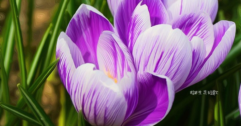 11月4日 誕生花は番紅花 誕生花短歌 御子柴 流歌 Note