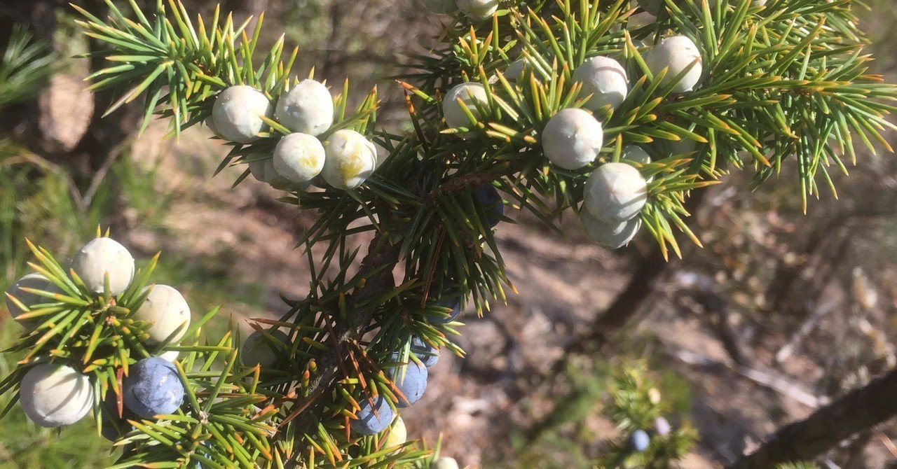 ジュニパーベリーの蒸留の話 喫酒幾星 Bar Ixey Note