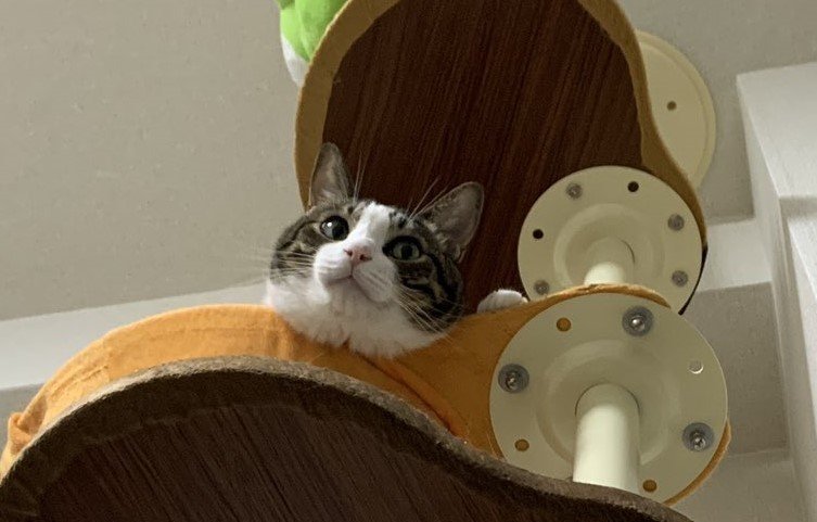 猫はゲロを吐く時 なぜ高い所へ登るのか 吉田輝和 Note 猫はゲロを吐く時 なぜ高い所へ登るのか 吉田輝和 Note