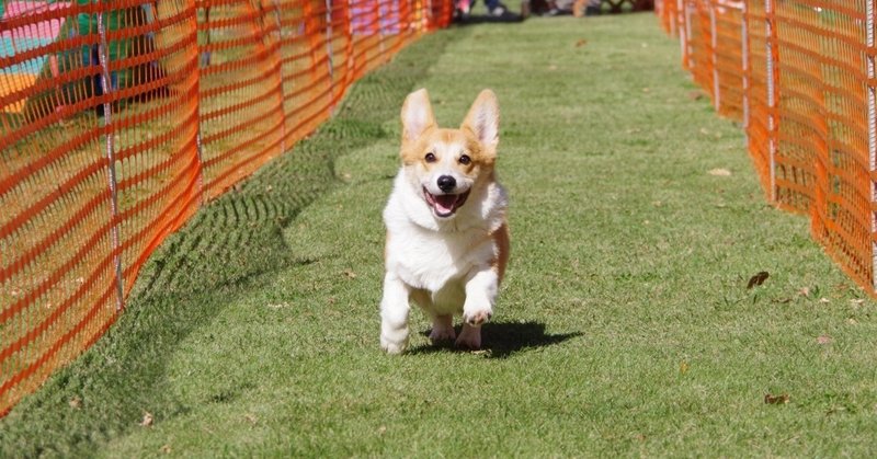 コーギーフェスティバル🐶当日②