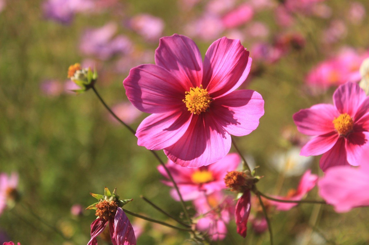 秋の花といえば コスモス 秋の訪れを感じさせてくれます ゆき 美文字研究家 Note