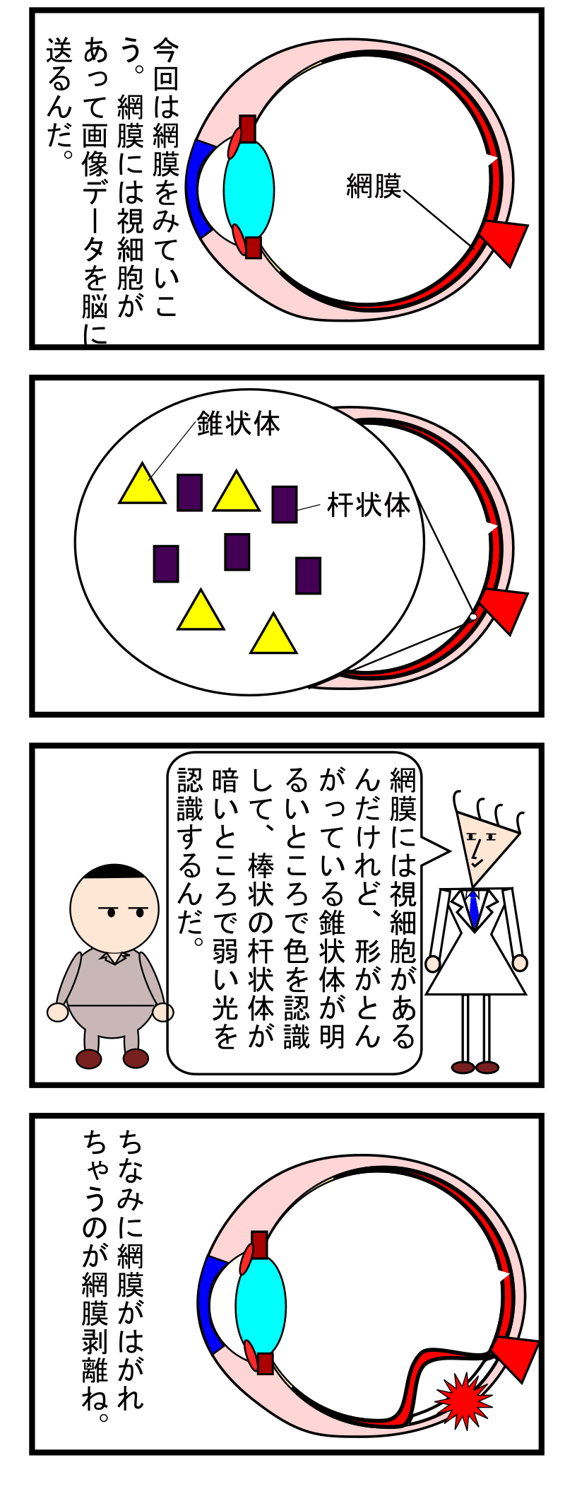 第39話 感覚器3 網膜がはがれるのが網膜剥離 ずんだーれ Note