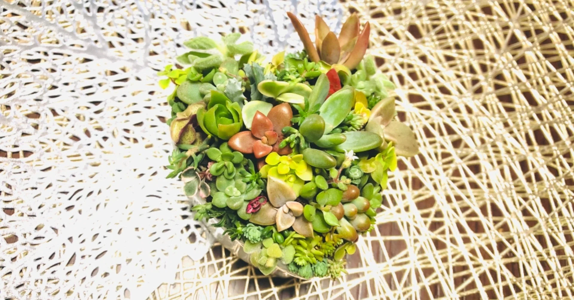 多肉植物の寄せ植え☆ちまちま寄せ｜みかんのバランスライフ