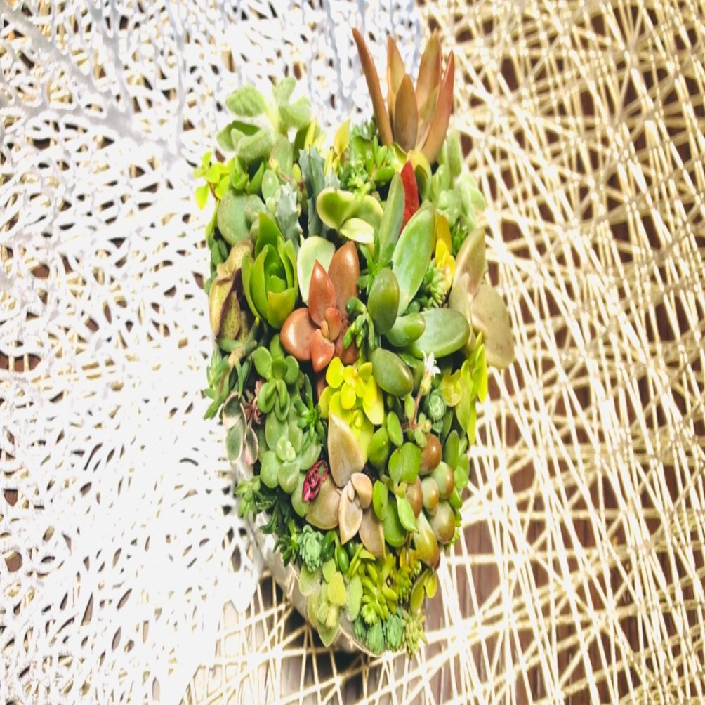 多肉植物の寄せ植え☆ちまちま寄せ｜みかんのバランスライフ