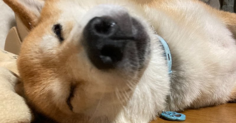 眠たいよぉ コロ Note