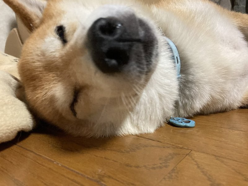 眠たいよぉ コロ Note