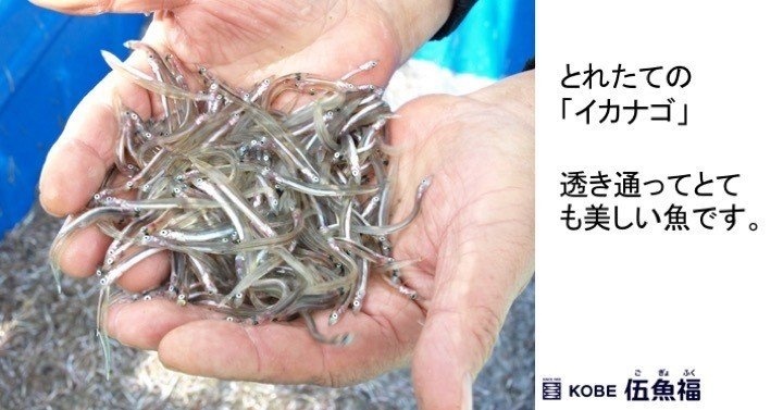 いかなごの漢字表記 玉筋魚 は実は誤り 私説 いかなごの くぎ煮 その２ 山中勧 伍魚福社長 Note