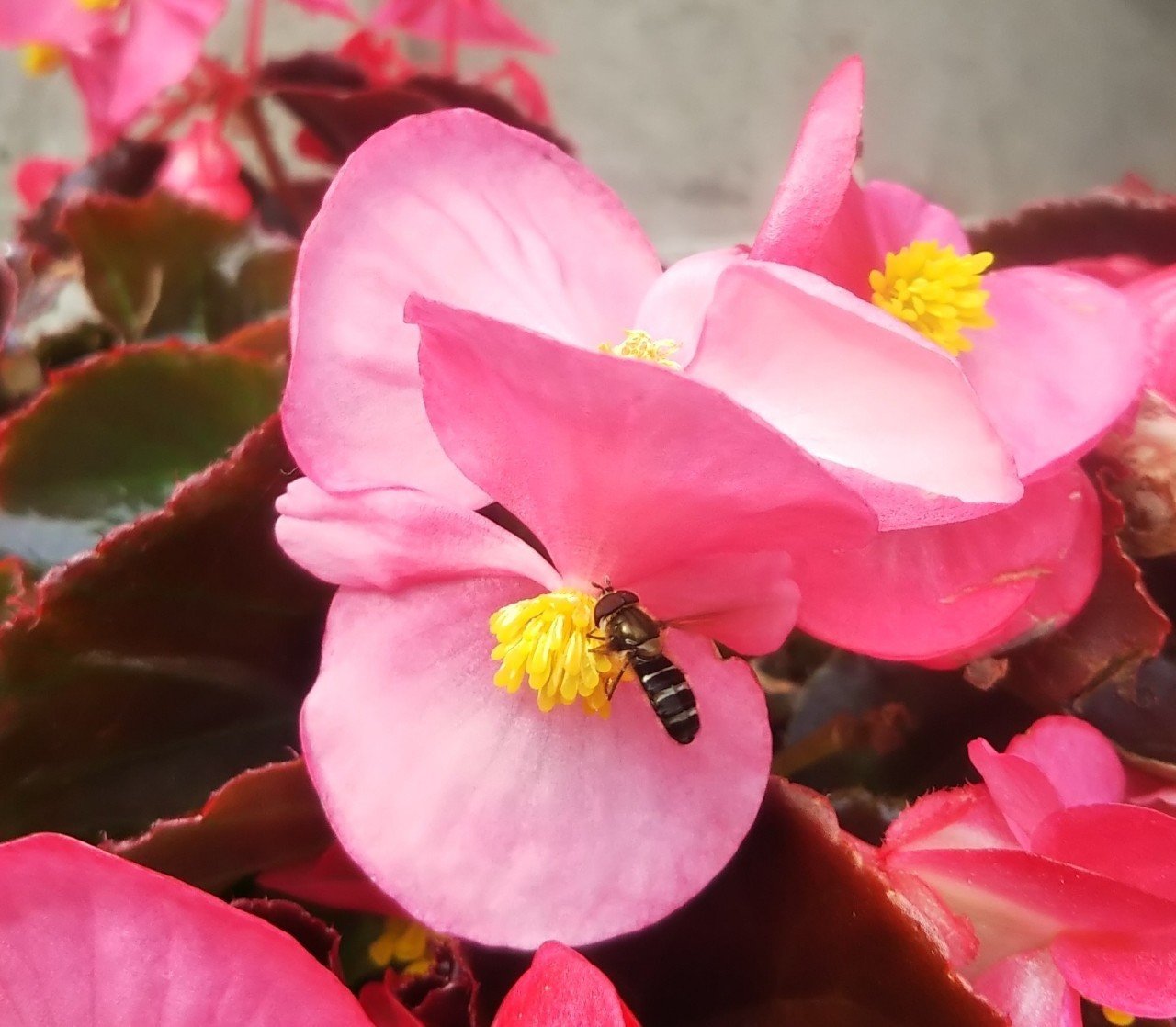 男装する花 ベゴニア なつめぐ 植物に教えてもらったこと Note 男装する花 ベゴニア なつめぐ 植物に教えてもらったこと Note
