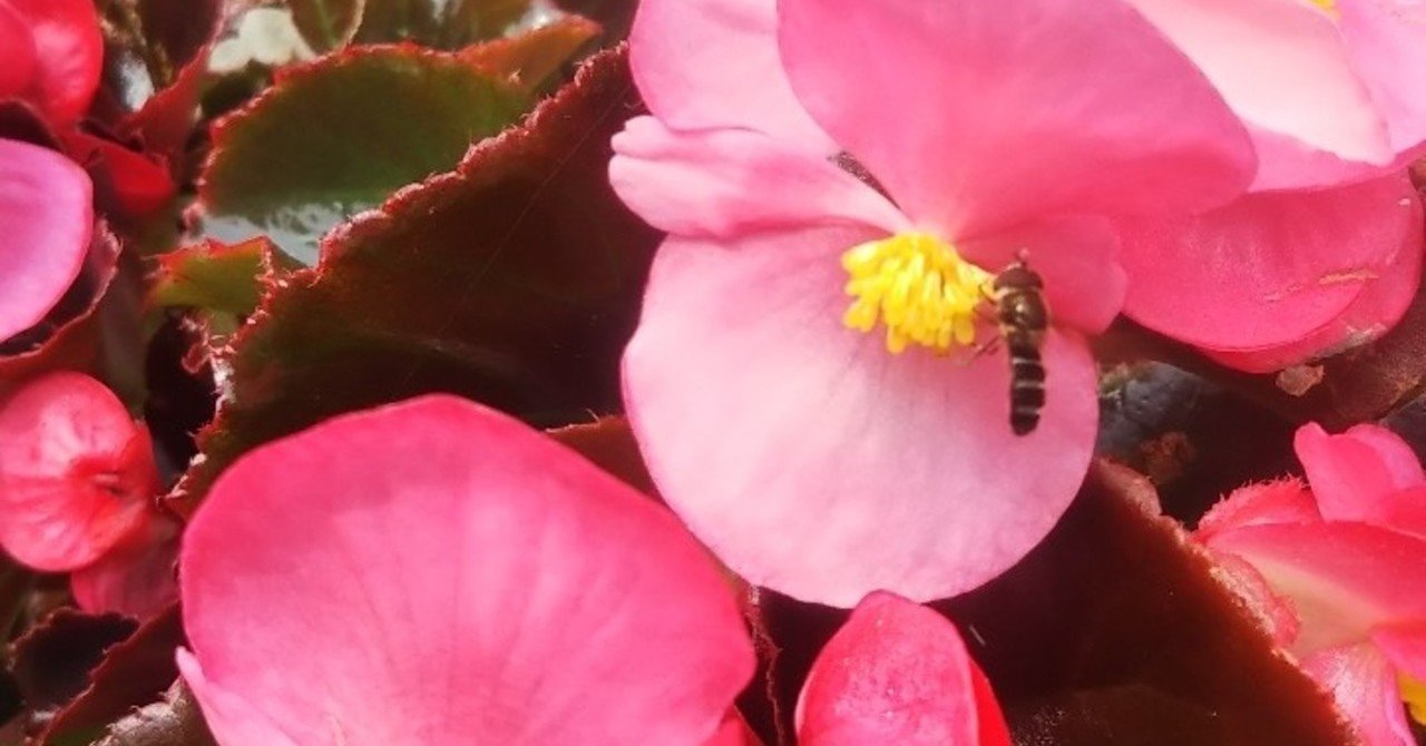 男装する花 ベゴニア なつめぐ 植物に教えてもらったこと Note 男装する花 ベゴニア なつめぐ 植物に教えてもらったこと Note