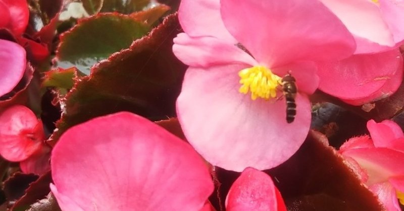 男装する花 ベゴニア なつめぐ 植物に教えてもらったこと Note