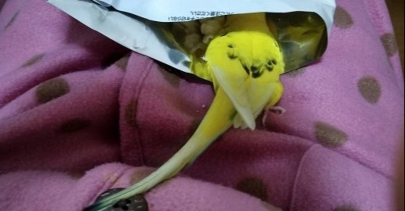 母 娘とともにインコと戦う ままのすけ 顔文字エッセイスト 自称 Note 母 娘とともにインコと戦う ままのすけ 顔文字エッセイスト 自称 Note