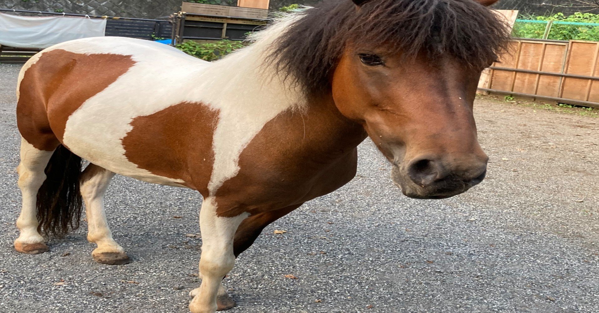 お馬ポニーちゃん