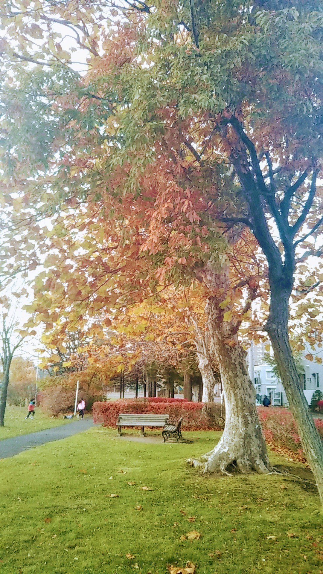 夕方の紅葉を見に公園に行ってきました Love Is My Life Note